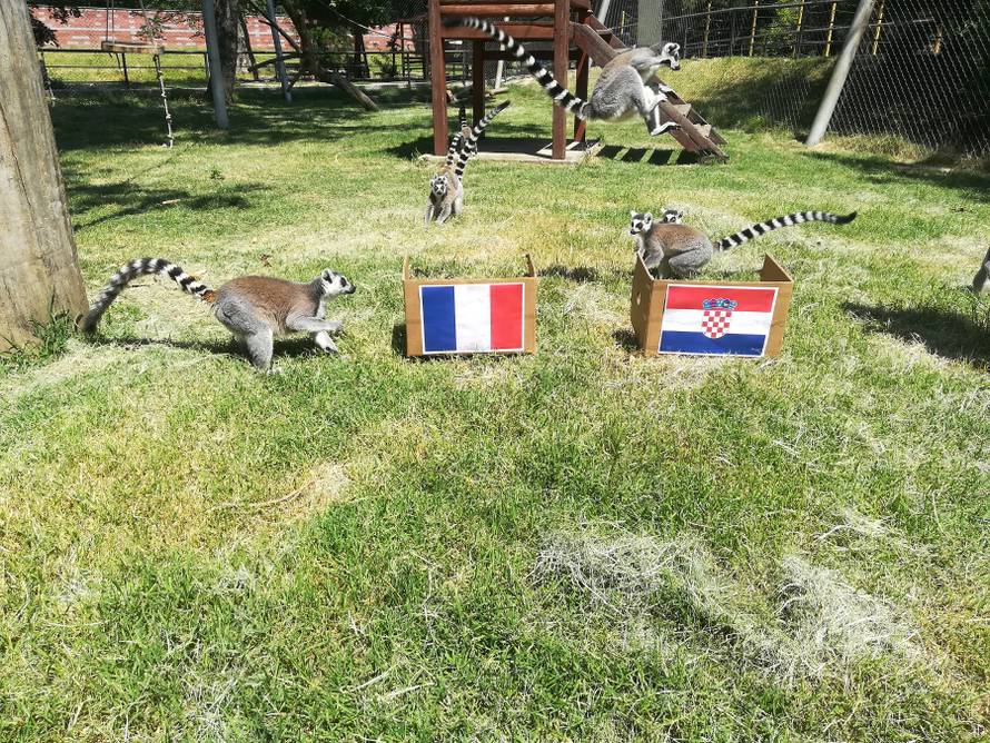 Gibon kaže Francuska, ali ara, lemuri i deva tvrde - Hrvatska!