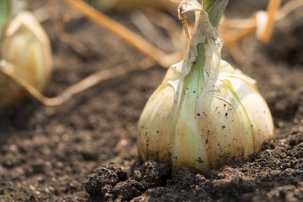 The onion is grown on the soil in the plots. Productivity of Tha