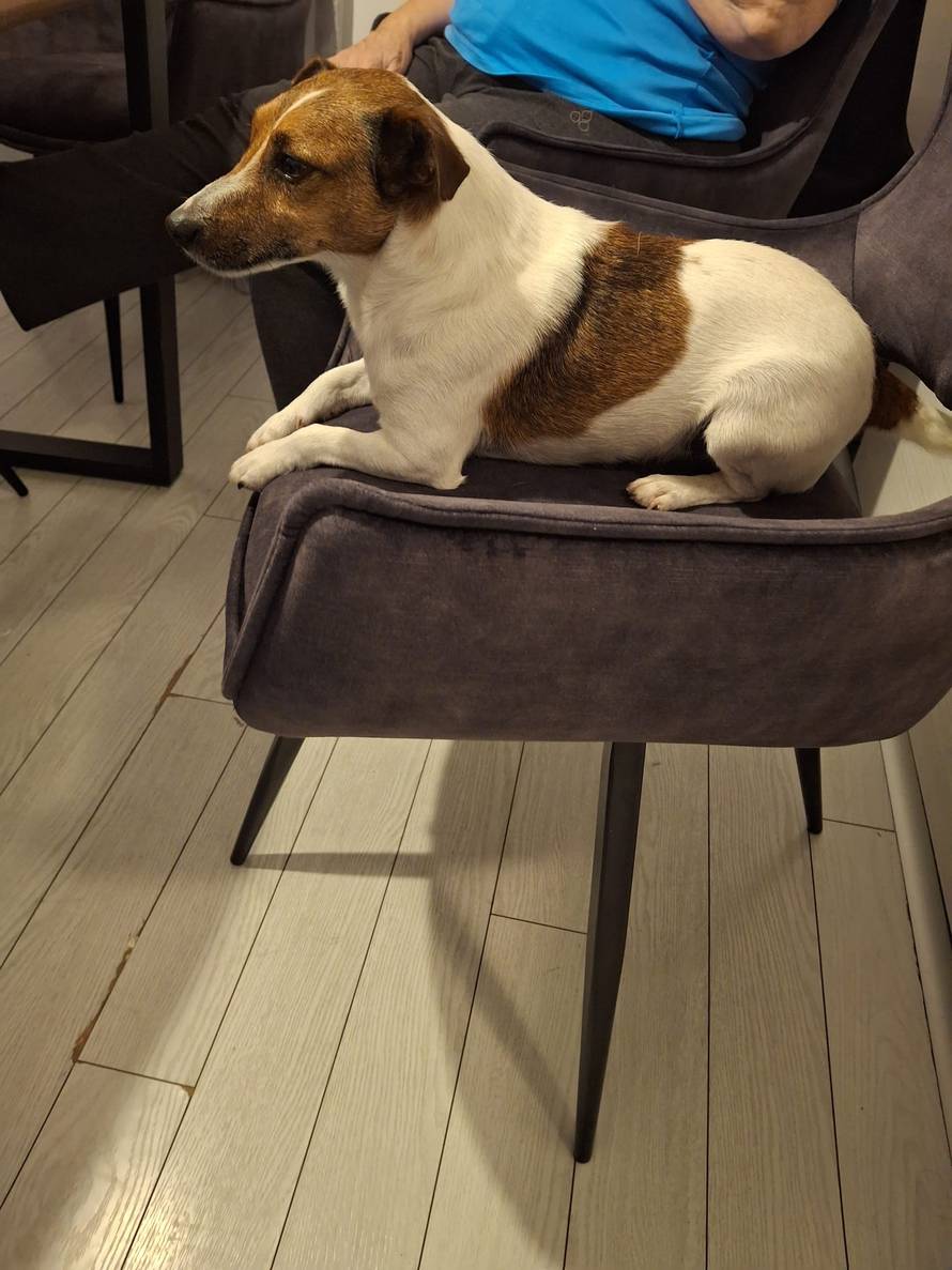 Pas Maks je nestao prije sedam mjeseci, život mu spasio šumar: 'Bio je 500 kilometara od kuće'