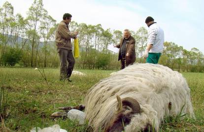 Tražio stado pa pronašao čak 45 lešina koza i ovaca