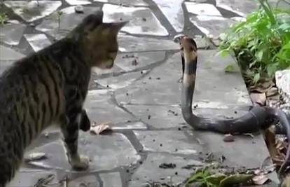 Otrovna zmija i mačka: Ovo je dokaz da nemaju svi 9 života