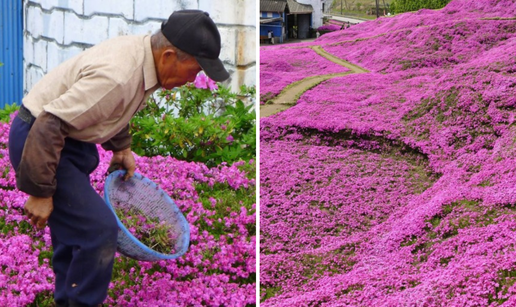 Najve&cacute;a potpora: Farmer posadio tisu&cacute;e cvjetova kako bi razveselio svoju slijepu suprugu