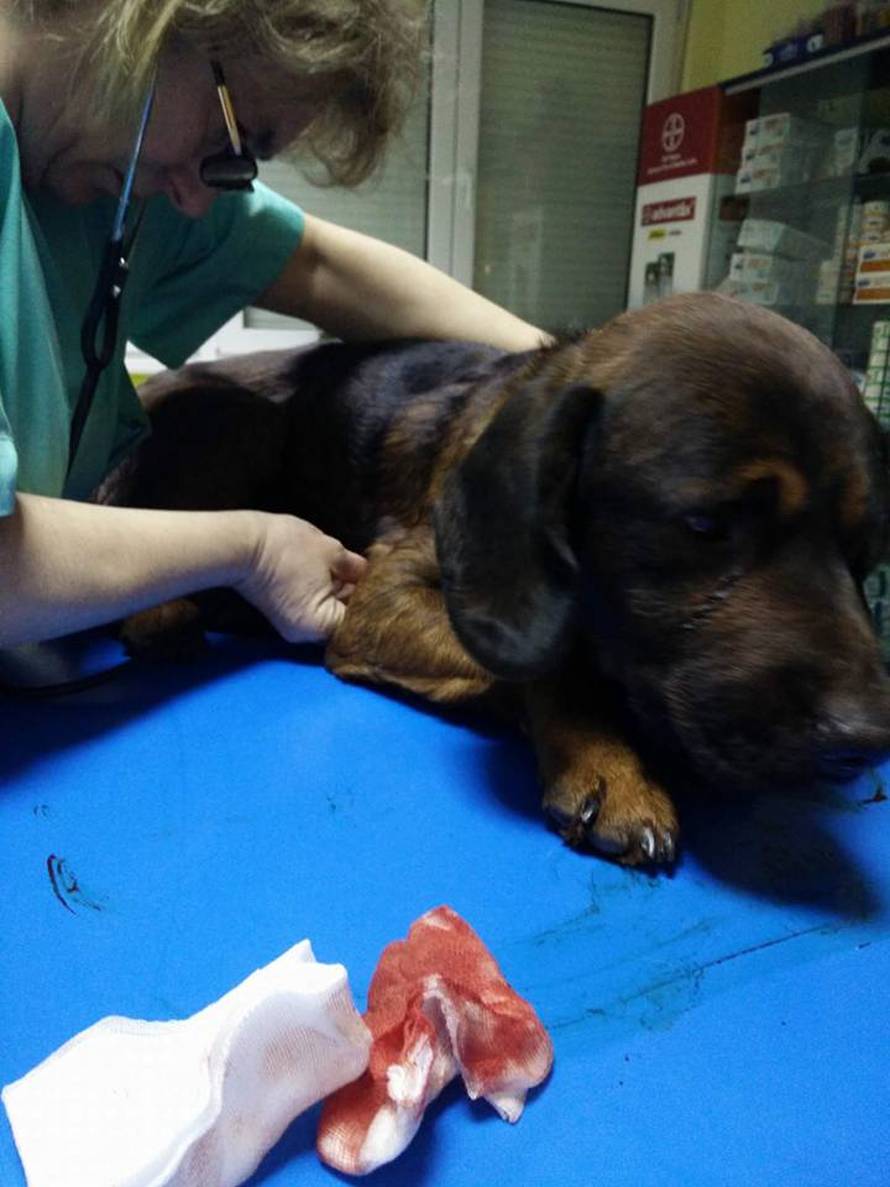 Šok u Zagrebu: Pas Medo se uplašio i skočio s 4. kata