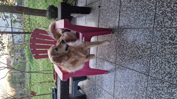 SUPER FOTKE vaših ljubimaca! Neki bi mogli biti viralni hit, ali svi su jednostavno neodoljivi