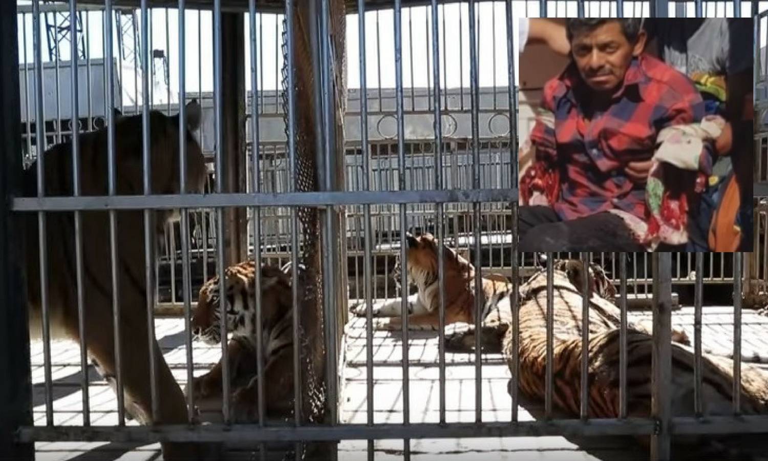 Užas u cirkusu: Tigrovi iščupali ruke muškarcu koji ih je hranio