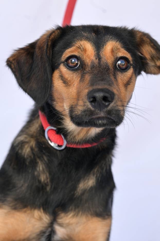 Psi iz Skloništa za nezbrinute životinje Grada Zagreba-Dumovec