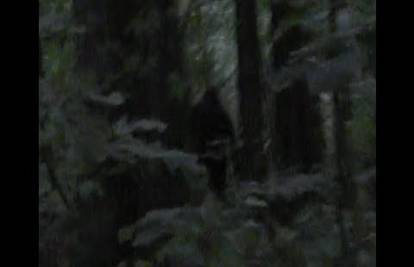 Video o kojem će se govoriti: U blizini kuće snimio Bigfoota?