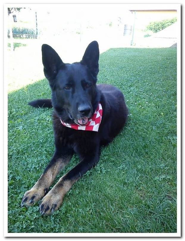 FOTO Čak su i njemački ovčari za nas! Ovako se hrvatski navijači nabrijavaju za polufinale Eura