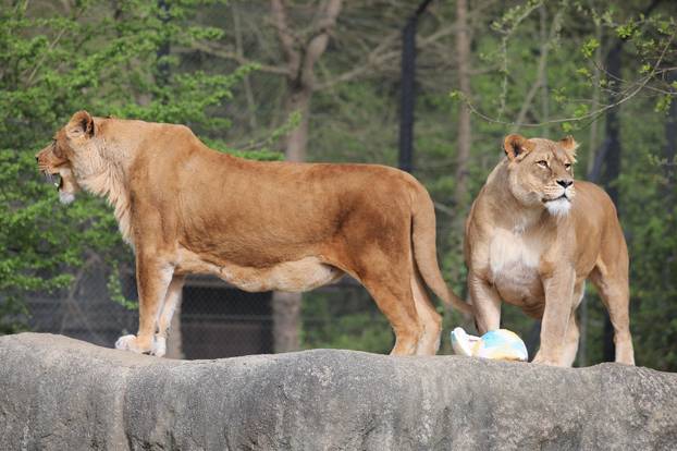 Zagreb: Tradicionalna podjela pisanica životinjama u Zoološkom vrtu Grada Zagreba