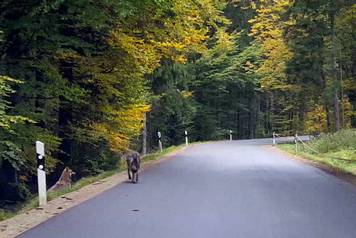 Run-away wolves in the Bavarian Forest