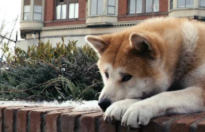 Sibirski Hachiko čeka vlasnika koji se više nikad neće vratiti!