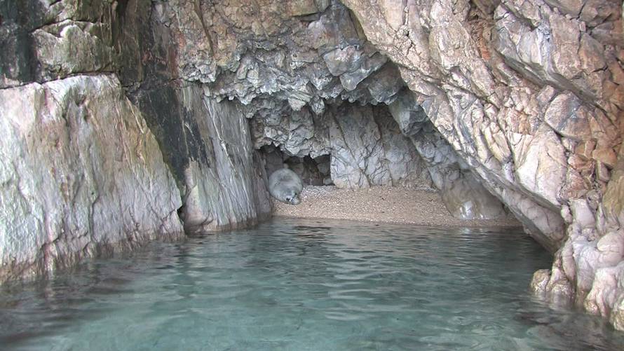 Institut Plavi svijet