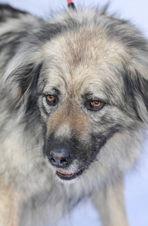 Psi iz Skloništa za nezbrinute životinje Grada Zagreba-Dumovec