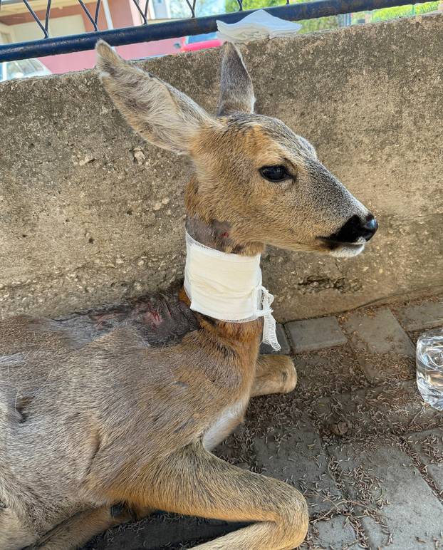GALERIJA Psi izgrizli srnu u Zadru, veterinari su je zbrinuli: Možda će trebati na operaciju