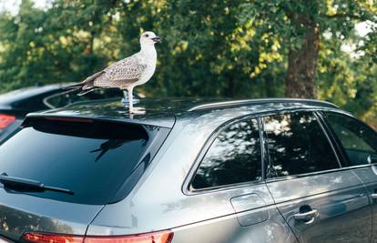 Bizaran događaj na cesti: Kako biste reagirali da vam ptica uleti u auto tijekom vožnje?