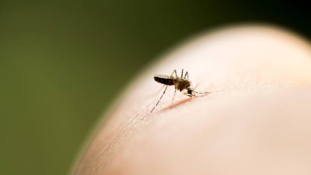 Mosquito biting in the arm is a cause of malaria.