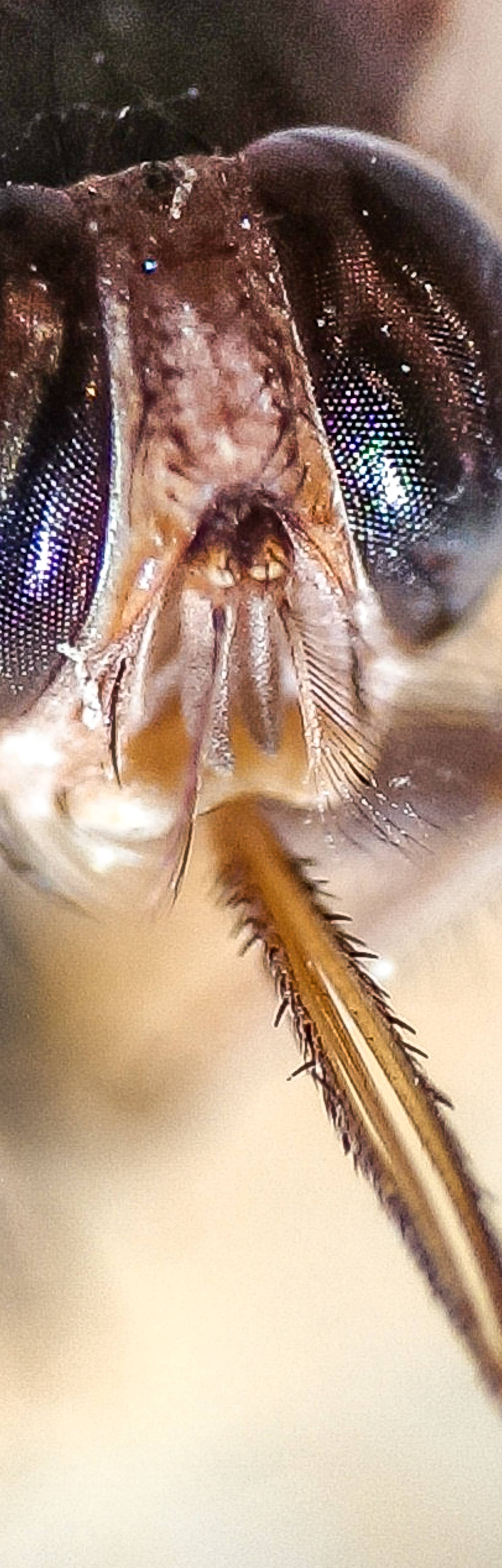 Pet najopasnijih insekata: Ubod ovog mrava boli poput metka