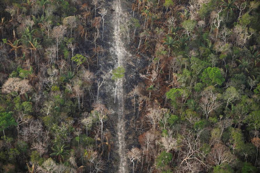 Brazil gubi 10.000 četvornih kilometara prašuma godišnje