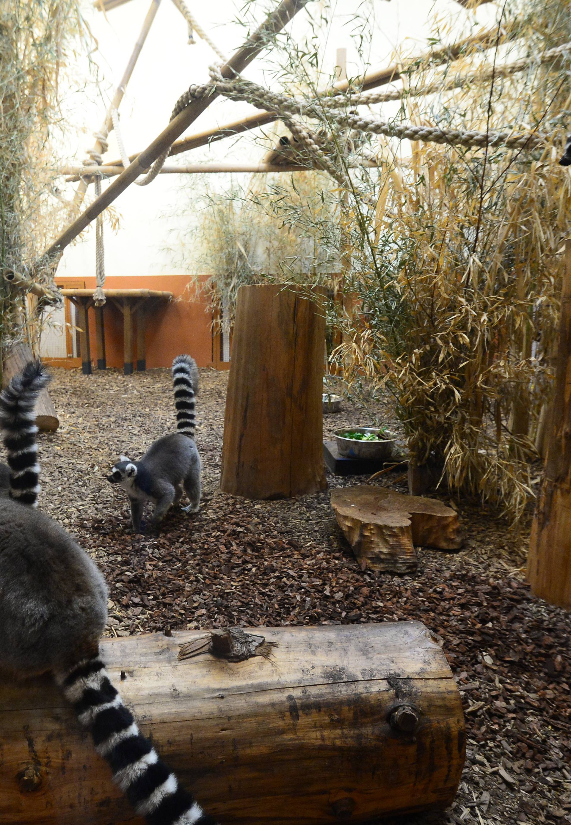 Djedica stigao u zoološki vrt: Životinje dobile božićne darove