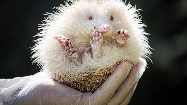 Ultra rare Albino Hedgehog rescued