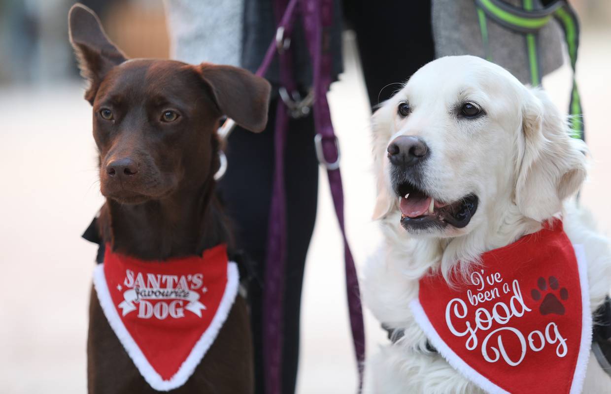 U Crikvenici psi proslavili Novu godinu uz poruke o udomljenju