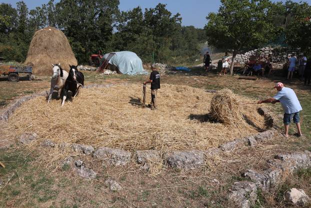 Zagvozd: Vršidba žita na starinski način