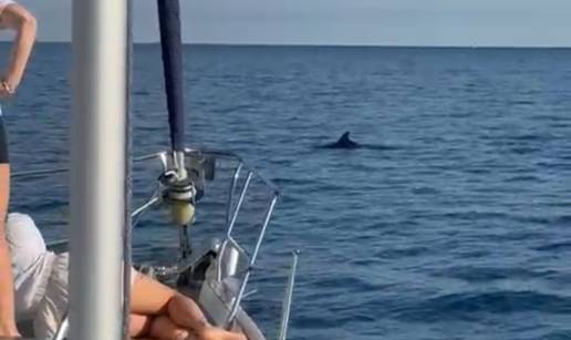 VIDEO Ribafish uz dupine plivao do Novigrada: 'Ovo je dokaz da je naše more čisto i puno života'