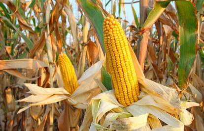 Rekordna žetva u SAD-u spustila je cijene kukuruza, ratari se žale