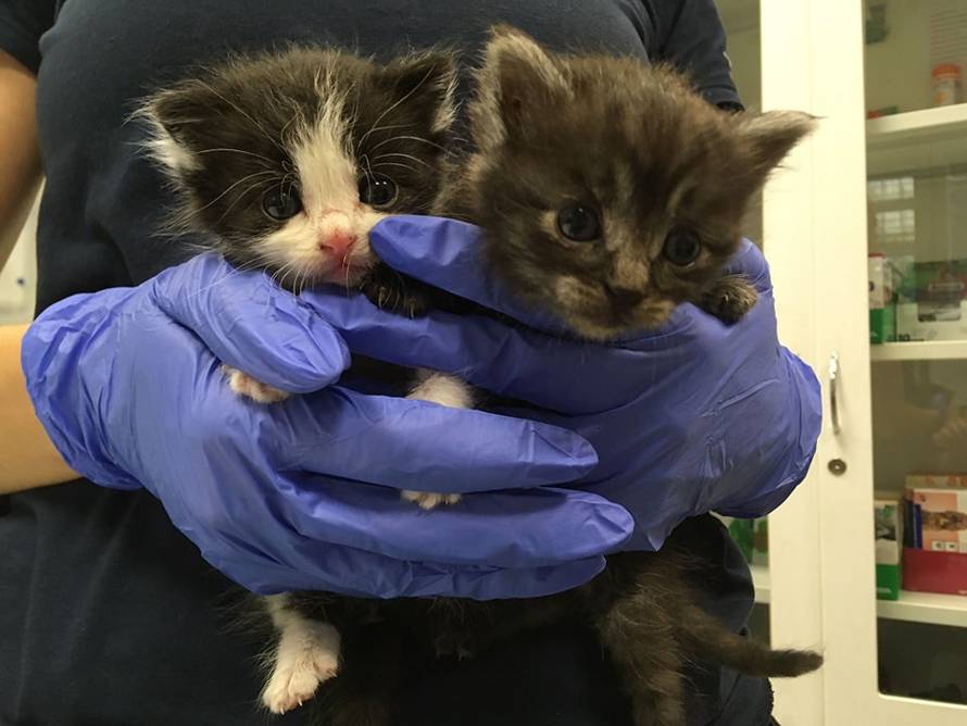 Prošle godine izašli na teren preko 2600 puta: Spašavali su domaće, ali i egzotične životinje