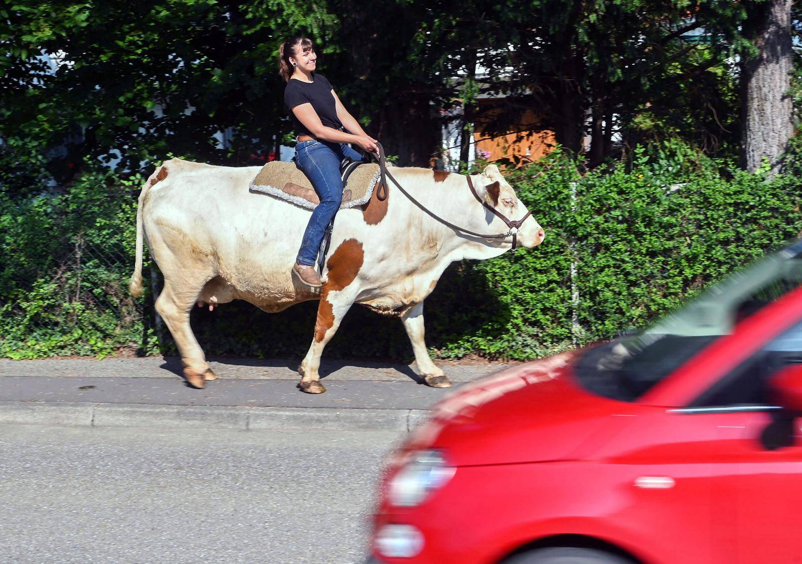 Mounted cow