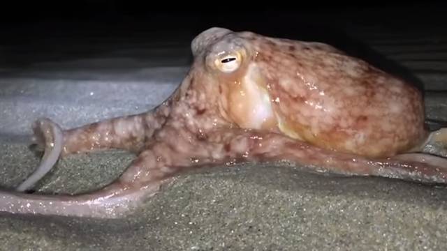 'Je li kraj svijeta?' Misteriozna invazija hobotnica na plažu...