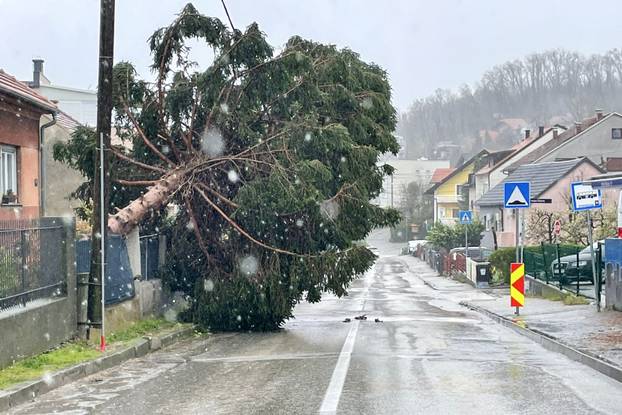 Palo drvo u ulici Fraterščica u Zagrebu