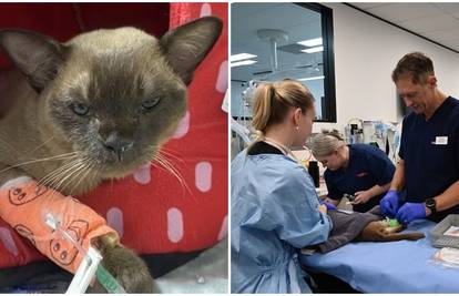 Mačak Pablo je čudo! Preživio sat vremena pranja u perilici. Vlasnik: Nisam ga skužio unutra