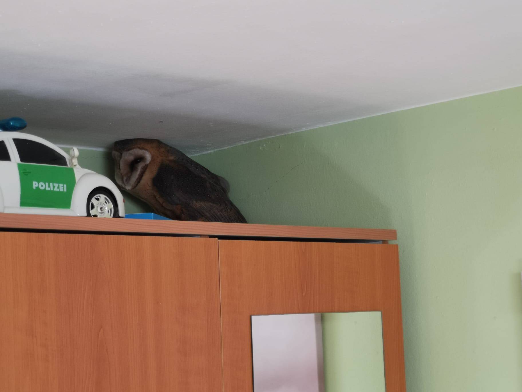 VIDEO Kod Đakova sova uletjela u sobu kroz prozor: 'Čuo sam grebanje, mislio sam da je miš'