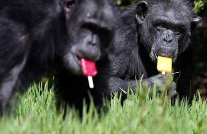 Tigrovi osvježenje pronašli u jezeru, čimpanze jele sladoled
