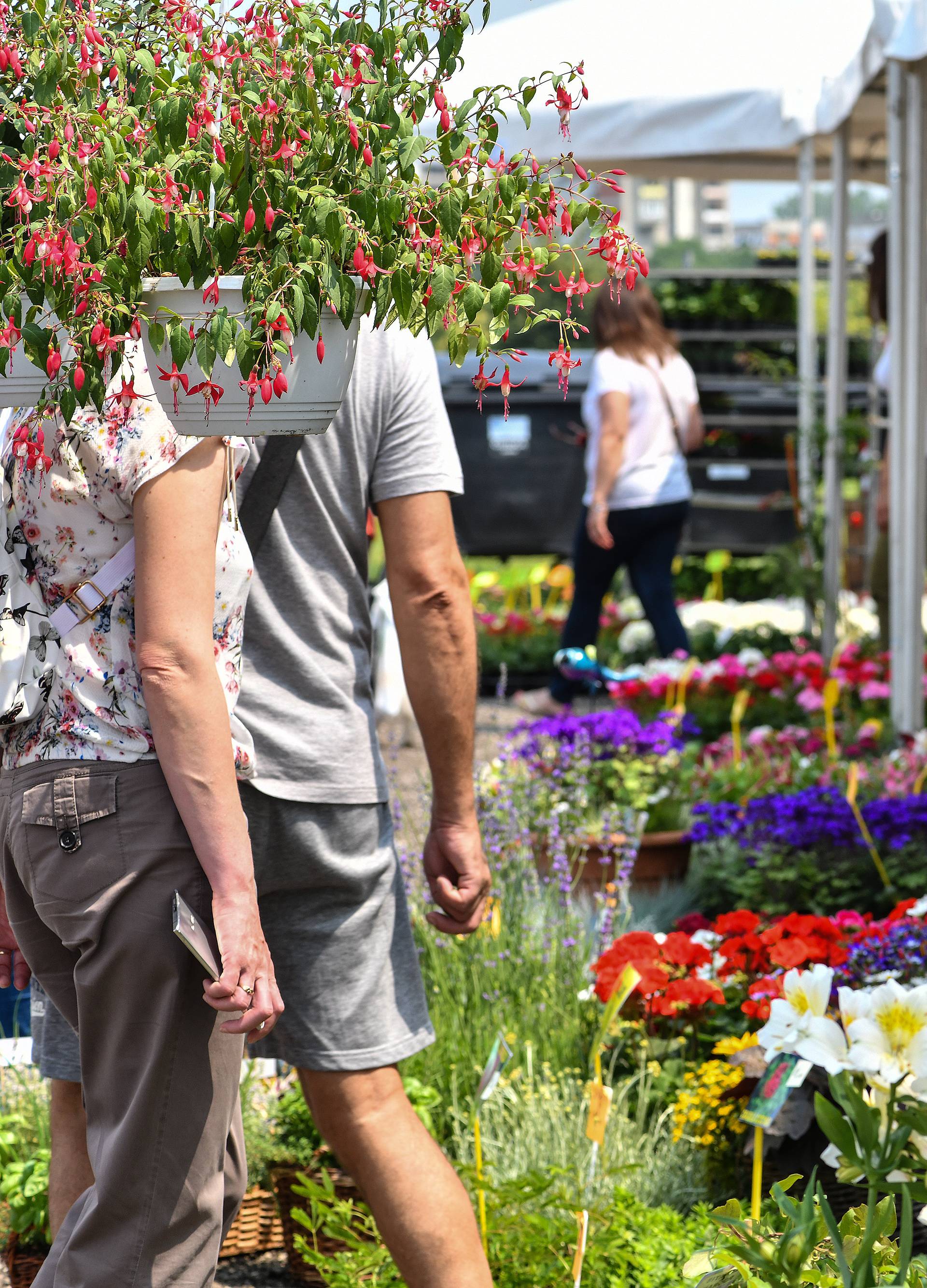 Floraart: Sadnice cvijeća od 2 kune, a za 25 mini vrt u posudi