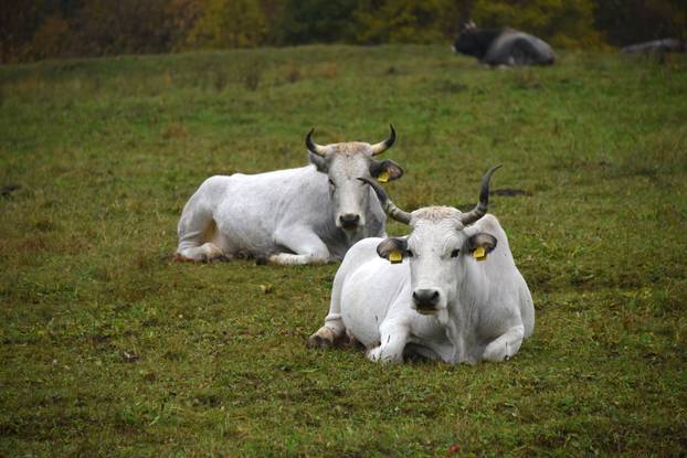 Vodice: Jesenja mističnost Ćićarije