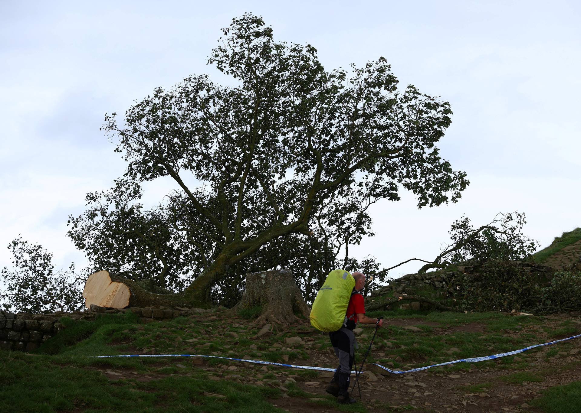 A walker passes the felled Sycamore Gap in Northumberland National Park