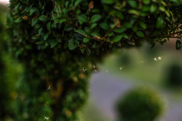 Bajkoviti vrt u srcu Međimurja: Prvi i jedini Topiary park u Hrvatskoj krije se u Sračincu