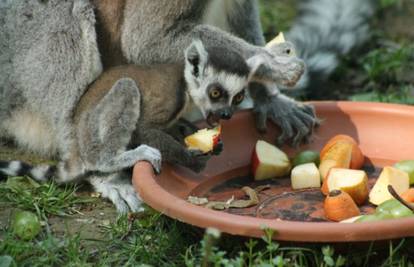 Zagreb: Gizmo i Tomica su prvi ovogodišnji mladunci u ZOO-u