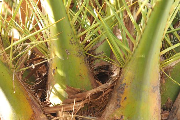 Egzotični vrt Igora Čupića