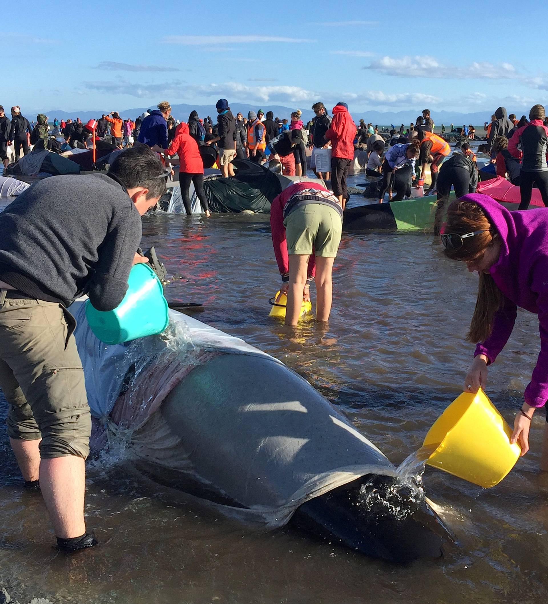 Volunteers pour water onto some of the hundreds of stranded pilot whales still alive after one of the country's largest recorded mass whale strandings, in Golden Bay, at the top of New Zealand's South Island