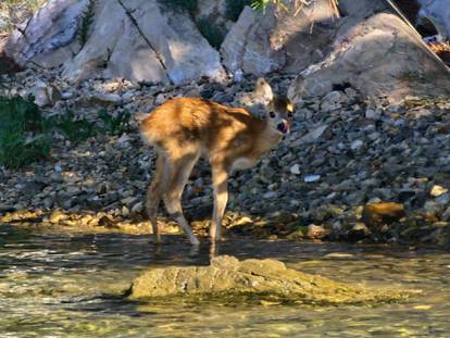 Bambi iz šibenskog kanala: Lane traži mamu koja je dan ranije uginula od ugriza zmije