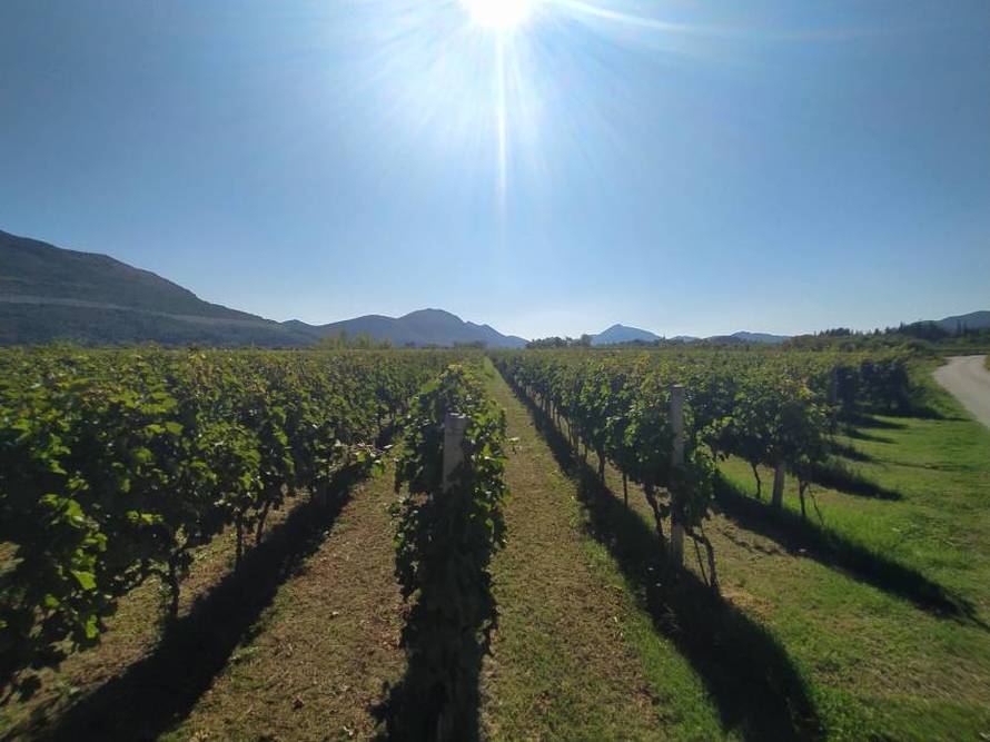 U najvećem hrvatskom vinogorju očekuje se berba grožđa izuzetne kvalitete