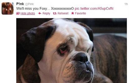 Pink je tužna jer joj je uginuo psić: Foxy, falit ćeš nam svima
