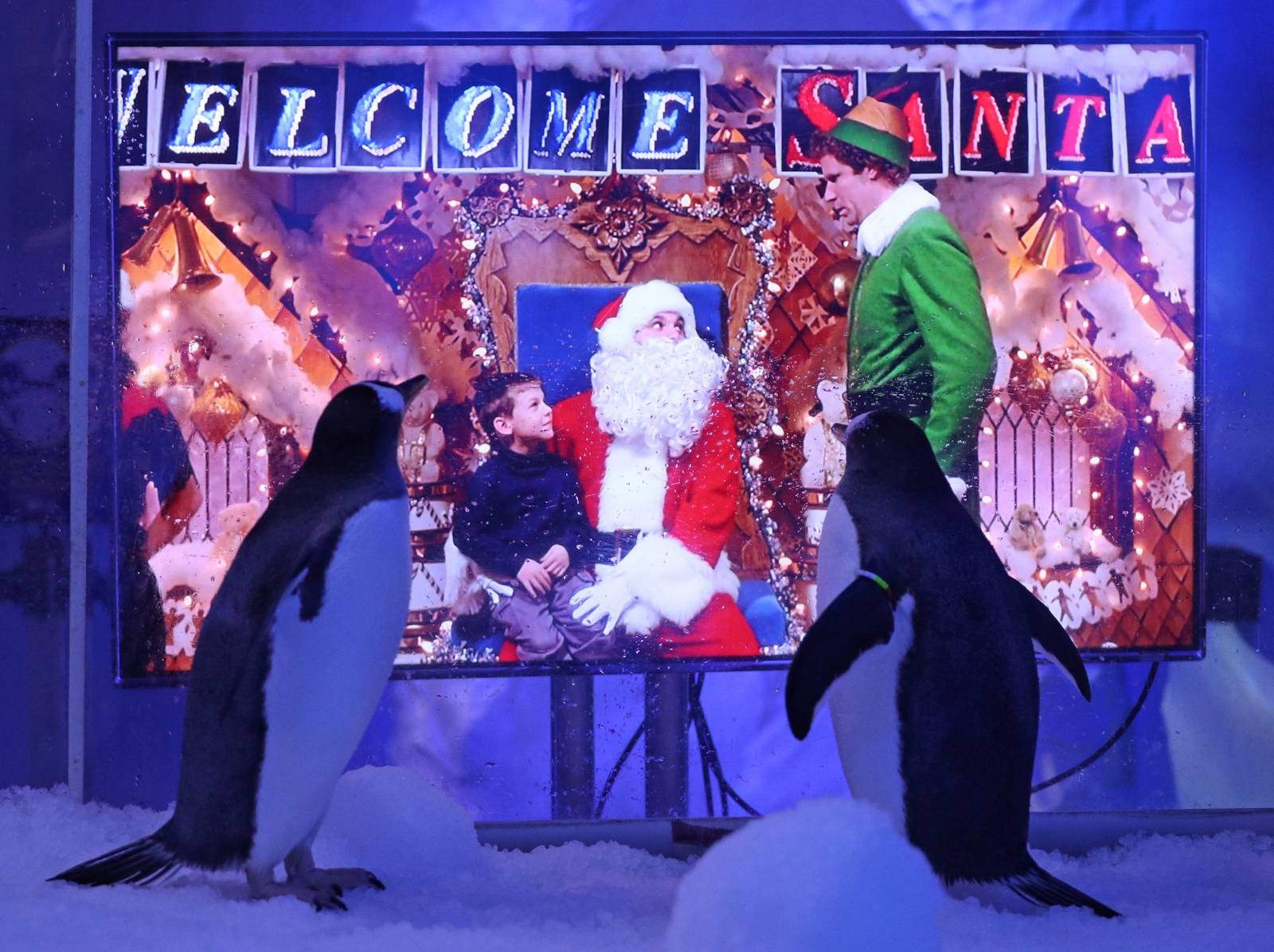 Penguins watching Christmas movies