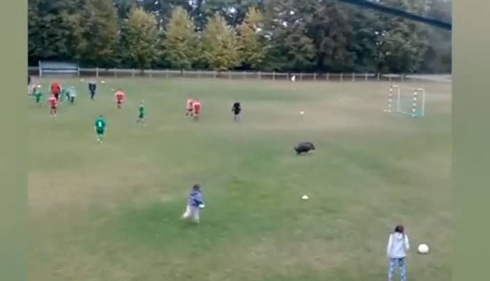U Baranji vijetnamska svinja upala na teren i igrala nogomet