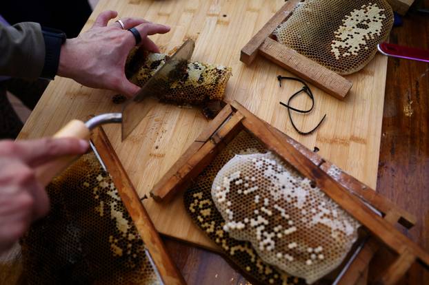 A participant cuts up a honeycomb during a honey harvesting workshop organised by bee rescuer Clarence Chua, in Singapore