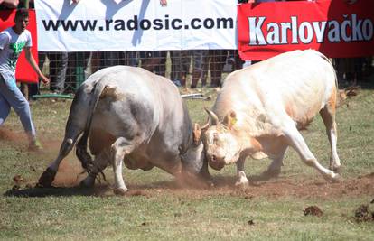 Borba bikova i natjecanje u starim seoskim disciplinama