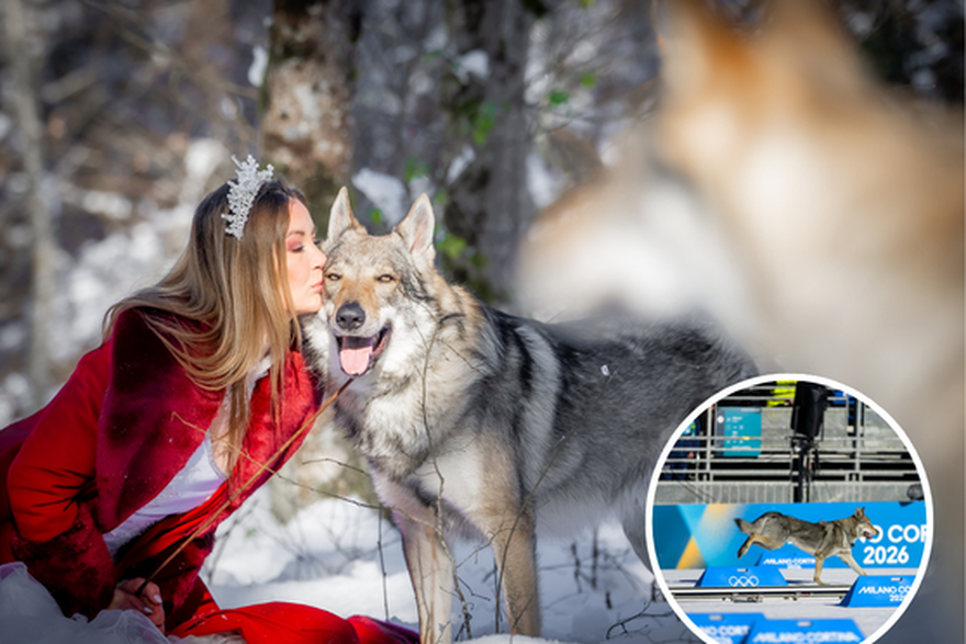 Ta je pasmina doista stvorena od vukova! Oni lako&cacute;om pretr&ccaron;e 100 km za manje od osam sati!